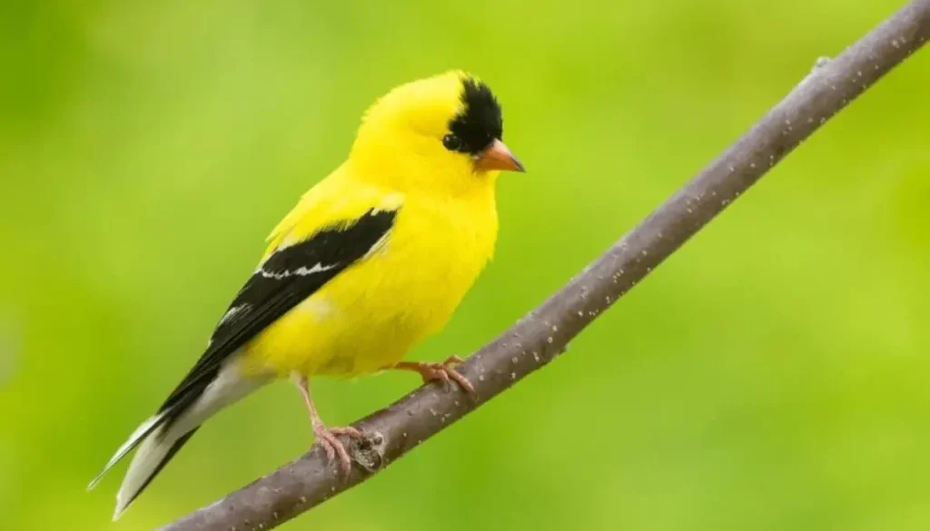 American Goldfinch