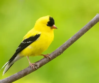 American Goldfinch