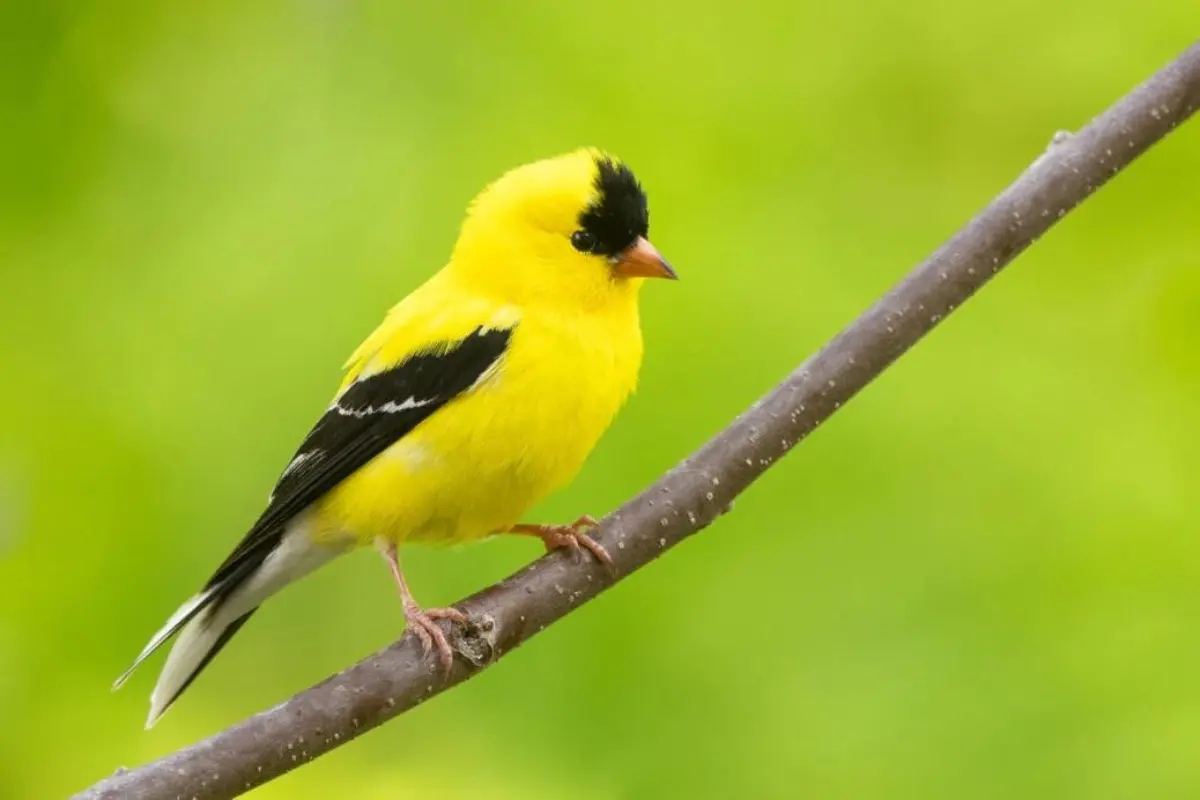 American Goldfinch