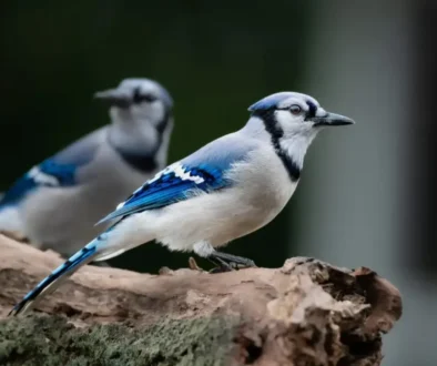 Blue Jay