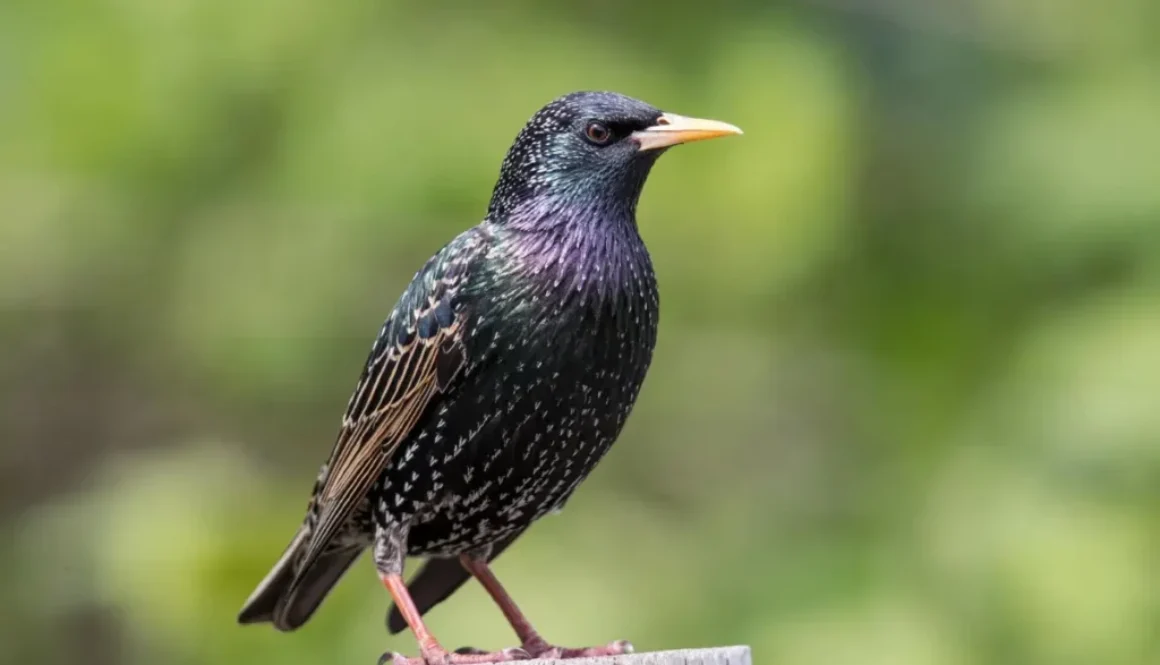 European Starling