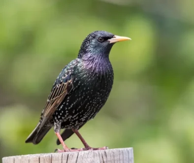 European Starling