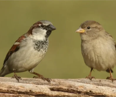 House Sparrow