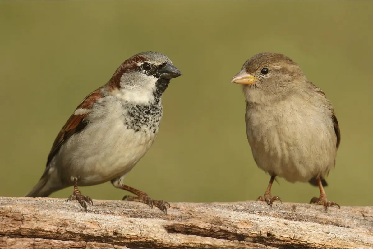 House Sparrow