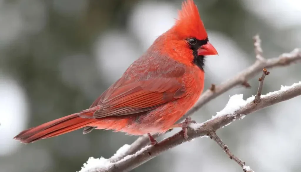 cardinal-branch-songbird