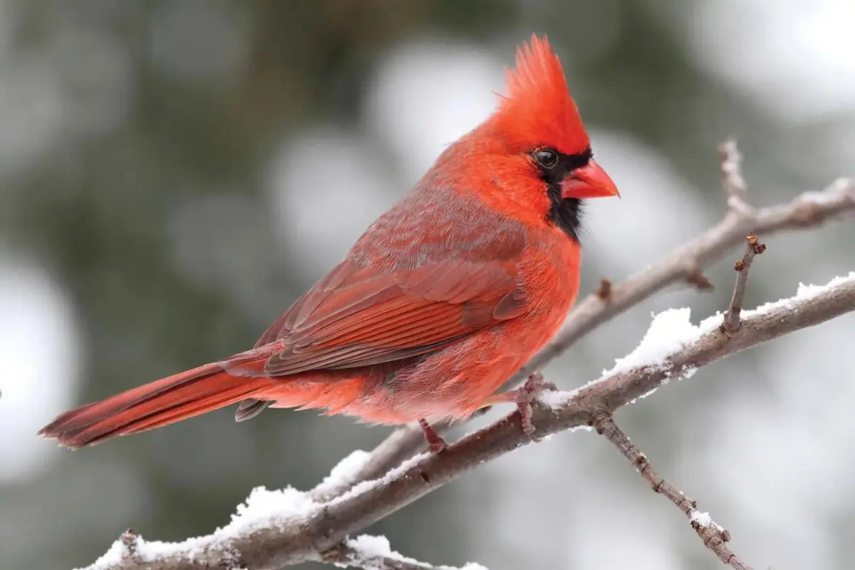 cardinal-branch-songbird