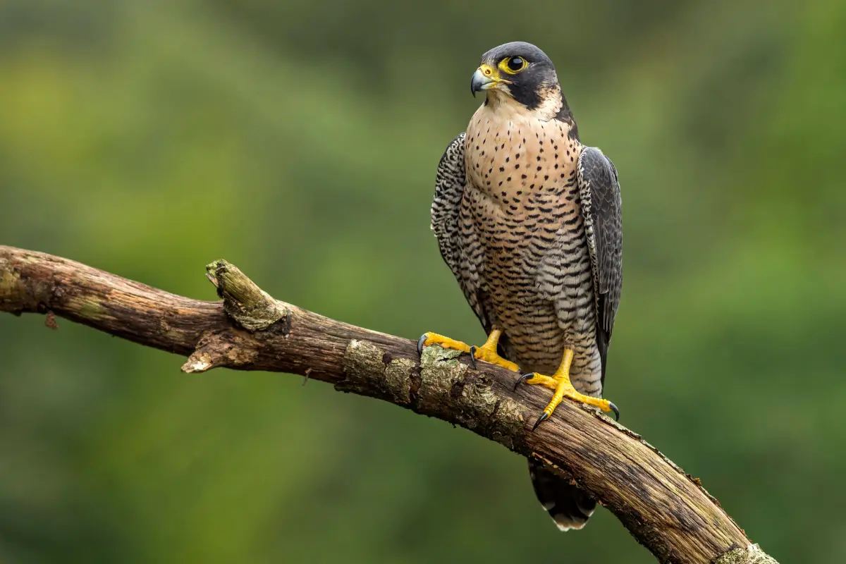 Peregrine Falcon