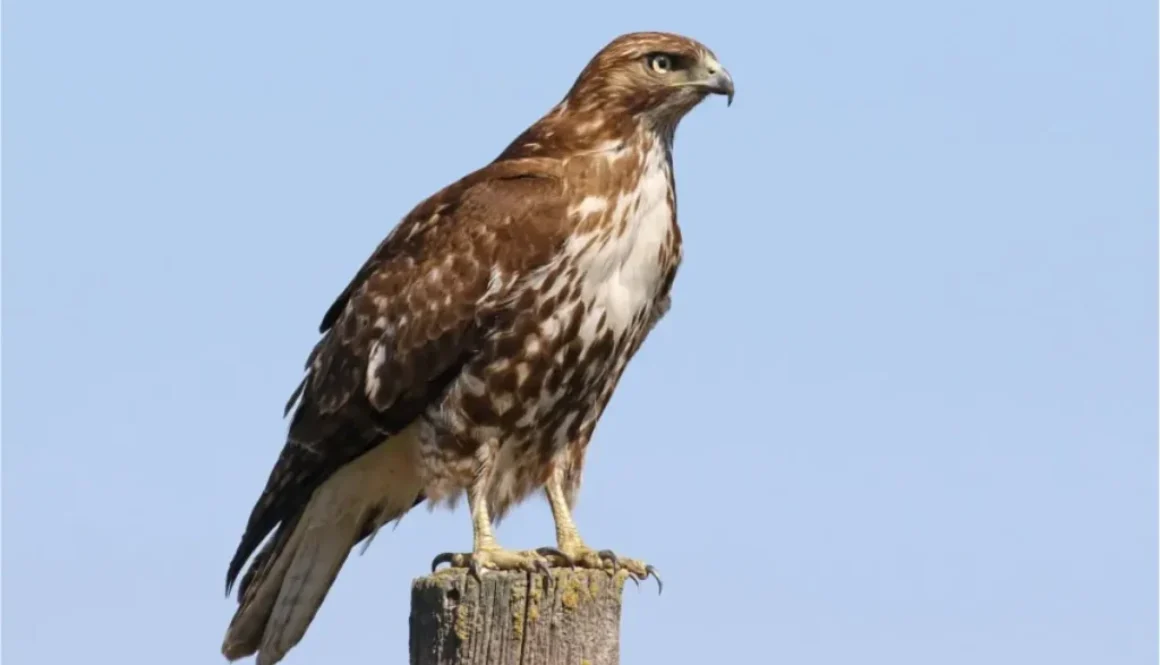 Red-tailed Hawk