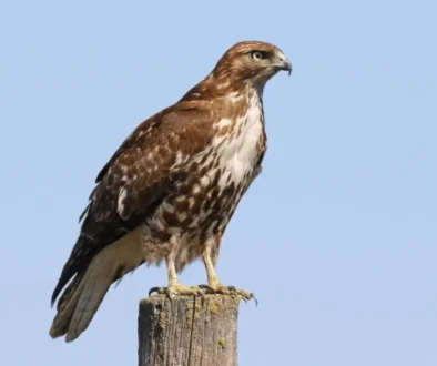 Red-tailed Hawk