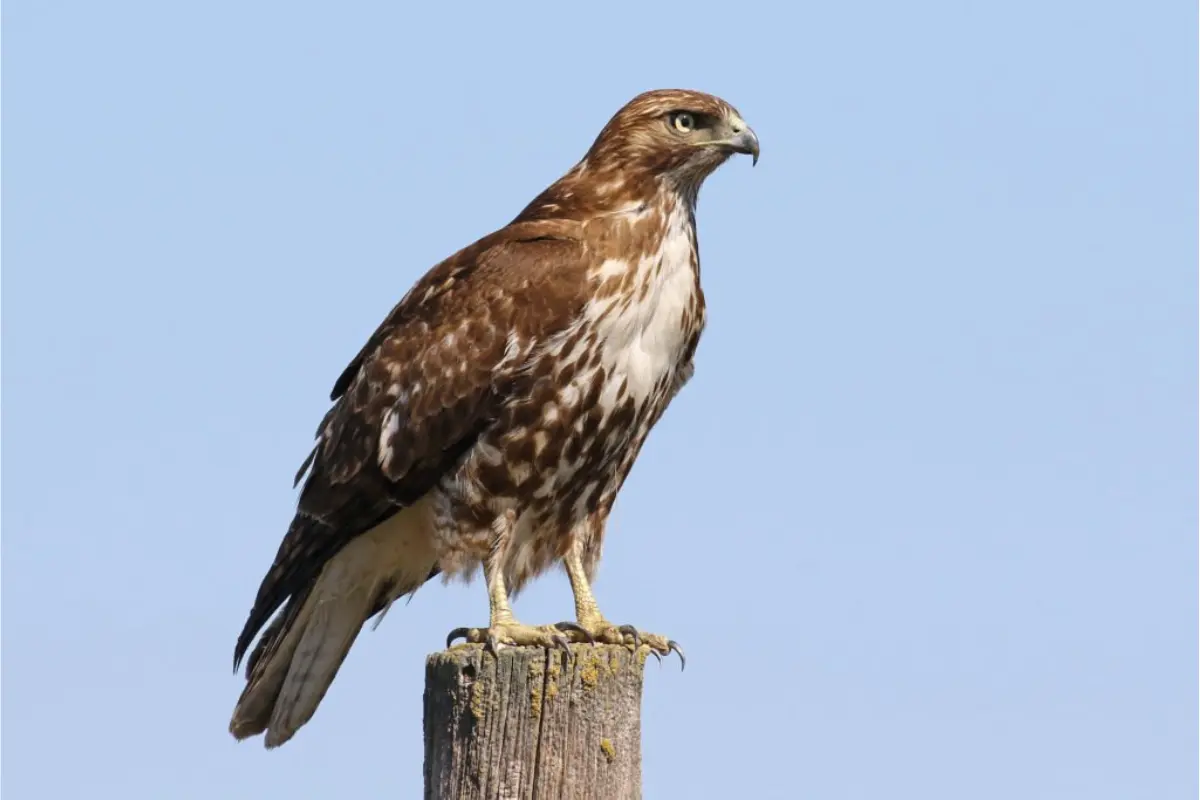 Red-tailed Hawk