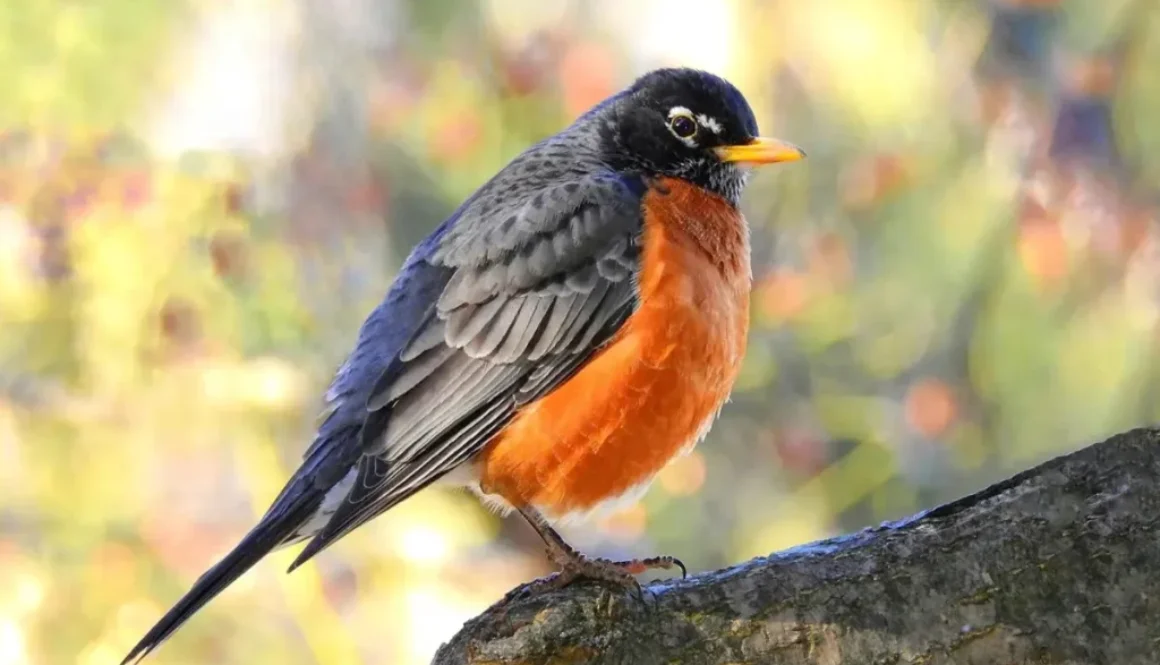 American Robin