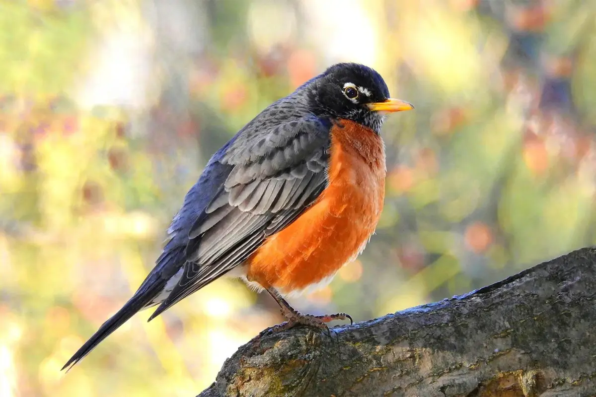 American Robin