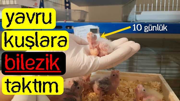 Egzotik Kuş Bahislerinde Papağan Seçim Rehberi